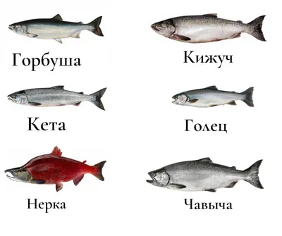Чем отличаются лосось, сёмга, форель, горбуша и кета | Новости и статьи  ВкусВилл: Москва и область