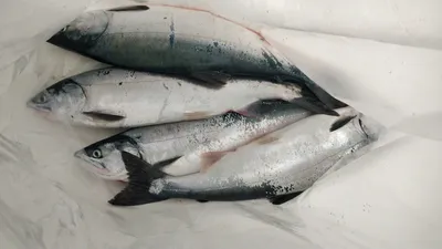 В Профиш всегда в наличии самые популярные и любимые горячие хиты из  лососевых: Горбуша, Кета, Кижуч и Форель. Эти рыбы превосходны своим… |  Instagram