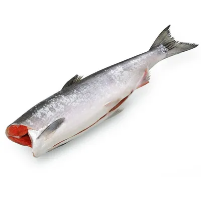 🐠 Горбуша цена за кг в Кемерово от 440 руб - купить свежемороженую рыбу в  интернет-магазине Дикоед