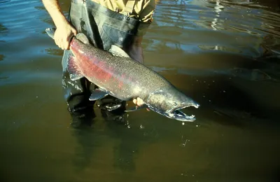 Кета свежемороженая - Fishminsk