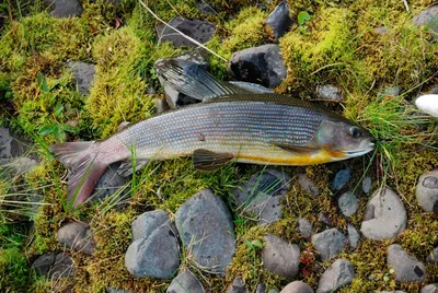 Хариус сибирский, рыба семейства лососевых, Thymallus arcticus