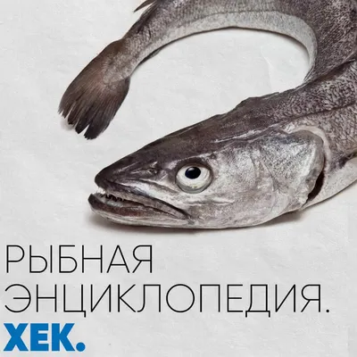 Хек, треска, минтай: Роскачество назвало самую полезную рыбу из дешёвых |  Pchela.news - Новости в Челябинске