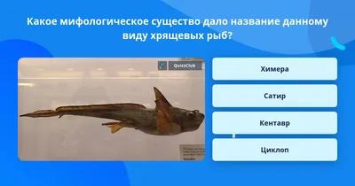 Рыбы наших вод - Европейская химера Chimaera monstrosa... | Facebook