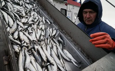 Килька азовская холодного копчения - Пан Рыбар. Самая вкусная рыба в  Измаиле!