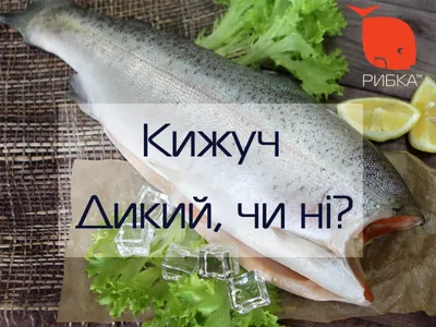 Почему кижуч самая вкусная рыба из семейства лососёвых? В России кижуч  разводят но не для продажи? | Рыбалка 63 | Дзен