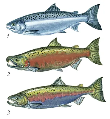 Чем полезна рыба семейства тихоокеанских лососей| от Роскачества