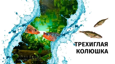 Колюшки – Новости на fishki.net