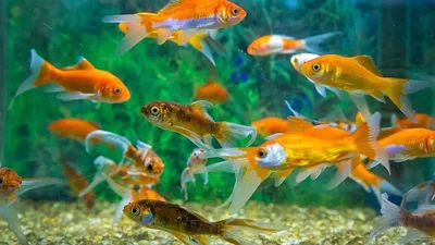 Золотая рыбка Комета (Comet Goldfish) | содержание, разведение