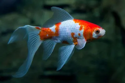 Золотая рыбка Комета (Comet Goldfish) 3 | Фотография