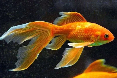 Золотая рыбка Комета (Comet Goldfish) 4 | Фотография