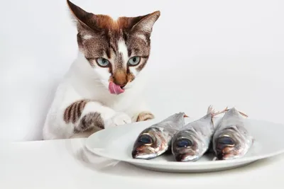 Рыба-кошка» — создано в Шедевруме