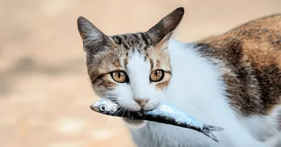 Learnrussian.ru - Кошка хочет рыбу. Кошку не любит рыба. Кошка думает:  «Можно рыбу?» Просто Толстой для детей 🤣🤣Аккузатив, глагол «хотеть» и  волшебное слово «можно» - в видеогиде для преподавателей к уроку 14