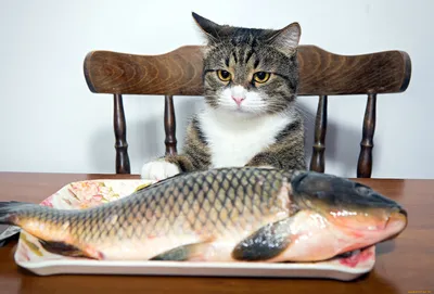 Почему коты любят рыбу | Животные — цветы жизни | Дзен