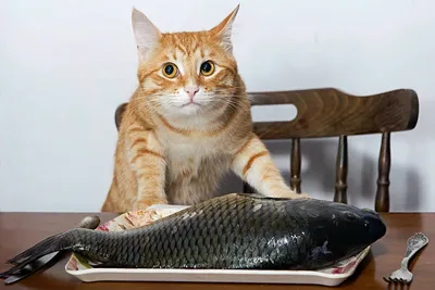 Плюшевая кошка-рыба, плюшевая подушка, реалистичная кошка, имитация рыбы,  играющая в игрушки, развлечения – лучшие товары в онлайн-магазине Джум Гик