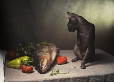 Можно ли давать кошке рыбу - Какой рыбой можно кормить котов, а какой нельзя