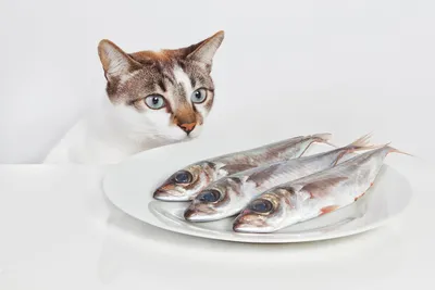 моделирование usb электрическая рыба кошка игрушки интерактивная движущаяся  танцующая кошачья мята рыба| Alibaba.com