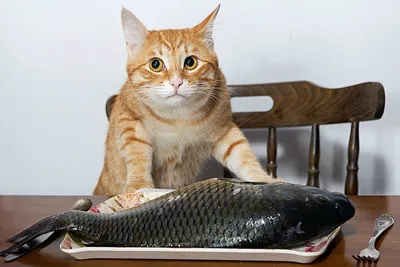 Кот и рыба кот в воде | Премиум Фото
