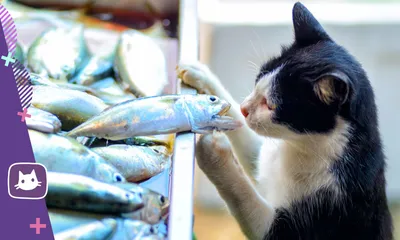 кот и рыба в аквариуме иллюстрация штока. иллюстрации насчитывающей котенок  - 218427051