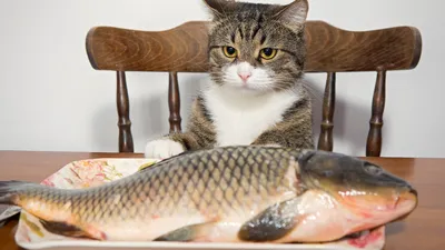 Кот и рыба | Пикабу