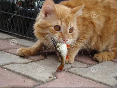 Морской кот рыба черного моря - 66 фото