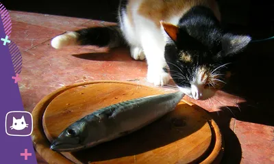 Кот Вася и рыбы | Пикабу