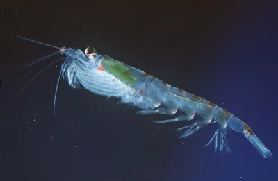 Лакомство для рыб TetraDelica Krill, сушеный криль, 100 мл купить в Москве,  цена, отзывы | интернет-магазин Доберман