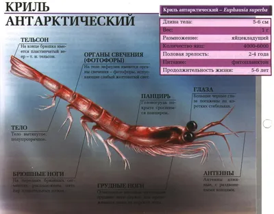 Пять фактов о криле — топливе для океана и защитнике климата: Статьи  экологии ➕1, 11.08.2022