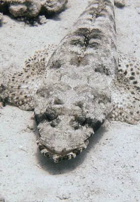 Рыба-крокодил | Рыбы Красного моря