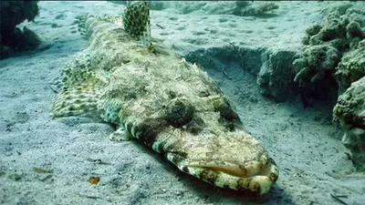 В Миссисипи нашли одну из древнейших рыб — похожую на крокодила  аллигаторову щуку