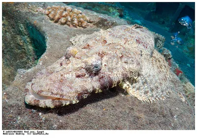 Фотография рыба-крокодил, или плоскоголов ( Papilloculiceps longiceps  )Египет, Красное море | Фотобанк ГеоФото/GeoPhoto | GetImages Group