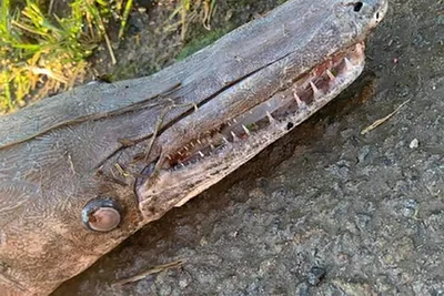 Рыбы крокодила стоковое фото. изображение насчитывающей океан - 43632574