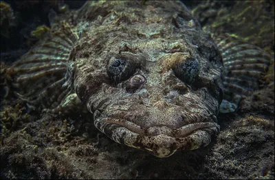 То ли рыба, то ли крокодил: останки загадочного существа вынесло на берег  реки