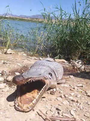 Два Gharials, Называется Также Гавиал И Рыба-крокодил Ест Фотография,  картинки, изображения и сток-фотография без роялти. Image 24760203