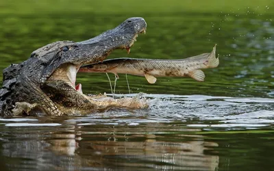 Рыба-крокодил. Обсуждение на LiveInternet - Российский Сервис  Онлайн-Дневников