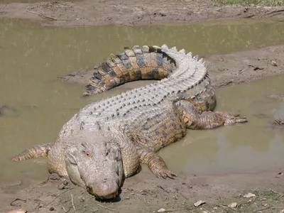 Гавиал: Безопасный крокодил. Кушает только рыбу и отращивает смешной орган  на носу. | STENA.ee
