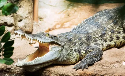 Просмотр изображения Рыба-крокодил.JPG - Форум Stalker Simbion Mod