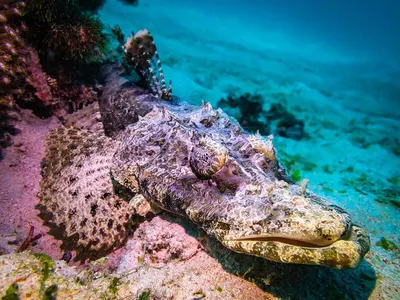Фельдман Екопарк on Instagram: \"Крокодил? Рыба? Или просто необычный камень  на дне? Сегодня расскажем про рыбу-крокодила в рубрике #экопарк_развивает ⠀  Мало кто знает об этом обитателе океана, ведь рыба-крокодил старается быть  незаметной.