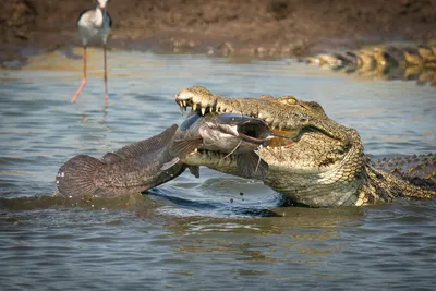 Красный Морской Крокодил Рыбы Flathead — стоковые фотографии и другие  картинки Crocodile Рыба - Crocodile Рыба, Без людей, Горизонтальный - iStock