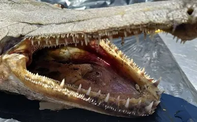 Редкая рыба-крокодил найдена в США | fishcom.online