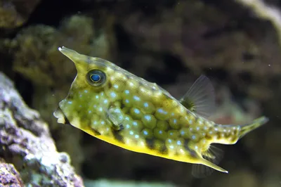 Кузовок-кубик | Yellow boxfish - 3D model by darwinmuseum.ru  (@darwinmuseum.ru) [4838ed8]