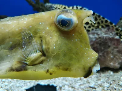 Кузовки - Страница 2 - Рыбы - Морской аквариум. Форумы ReefCentral.ru -  Страница 2