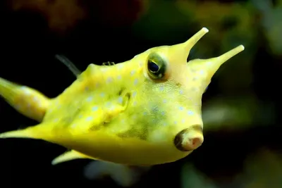 Аква Лого🐠 on Instagram: \"Кузовок длиннорогий желтый (Рыба-корова)  (Lactoria cornuta) в продаже в супермаркете @aqualogo_universitet Кузовок  длиннорогий желтый (Рыба-корова) имеет относительно мирный характер и  хорошо уживается с другими ...