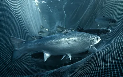 Виды лосося: какой лосось используется в суши? - Roll Club