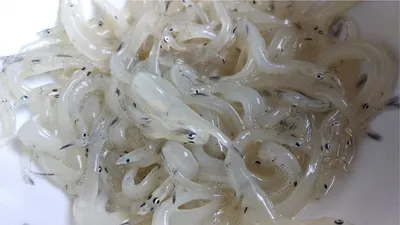Сахалинский доширак». Рыба, которая напоминает по вкусу и виду лапшу |  Рыболовные фишки | Дзен