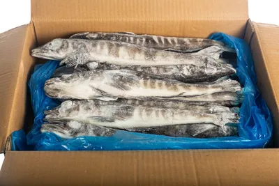 ЛЕДЯНАЯ РЫБА купить в Москве в магазине рыбы и морепродуктов MySeafood  MARKET с доставкой по выгодной цене