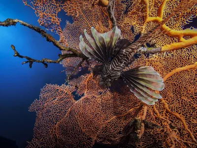 Фотографии Рыбы Подводный мир рыба лев Животные