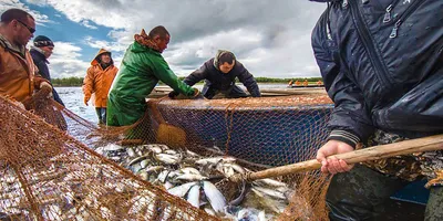 Свежая рыба озера Ashtamudi на банановый лист Стоковое Фото - изображение  насчитывающей представление, знамена: 185759754