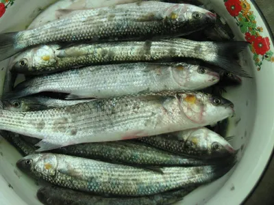 Какую черноморскую рыбу и морепродукты стоит попробовать во время отдыха на  курортах Краснодарского края | Марина и море | Дзен