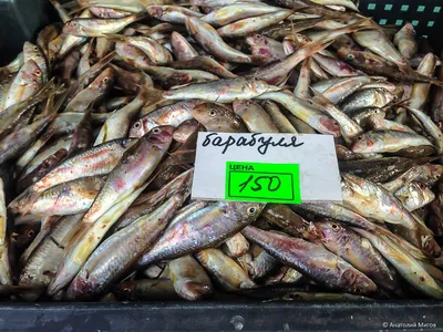 🐟 Купить кефаль в Ярославле, цена рыбы за 1 кг от 290 руб -  интернет-магазин Дикоед