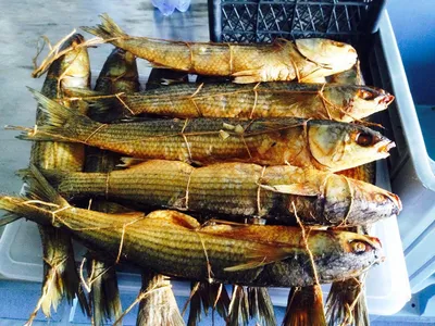 Найди подход к лобастой кефали – начинающим рыболовам | Рыбак shelyag_g_v